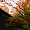 殿ヶ谷戸庭園9