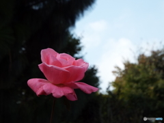 秋薔薇10