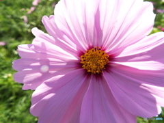 秋桜2