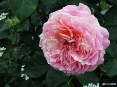 薔薇20