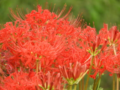 彼岸花8