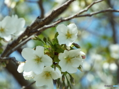大島桜