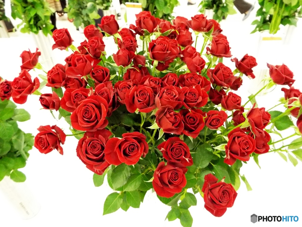 薔薇9