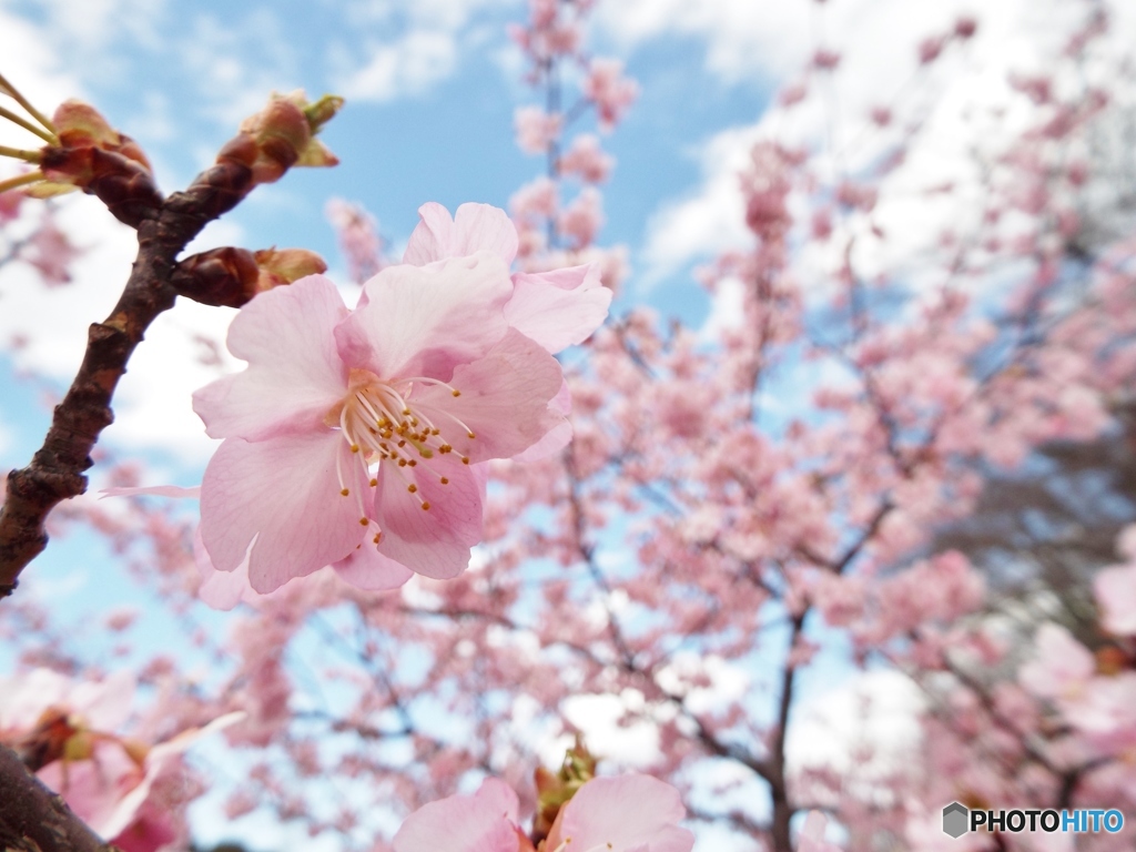 河津桜11