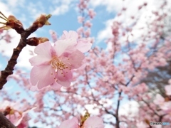 河津桜11