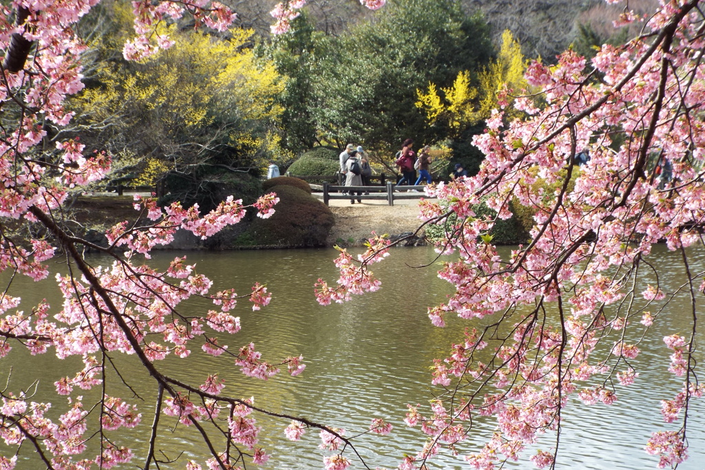 修善寺寒桜9