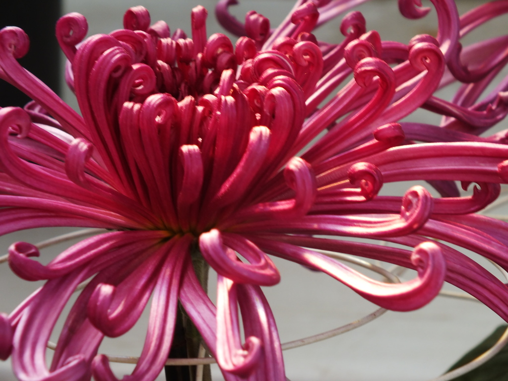 菊花展12