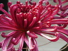 菊花展12