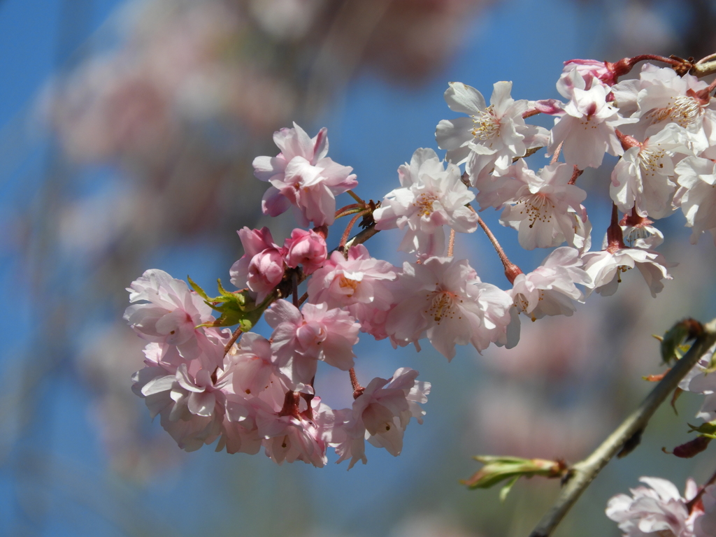 枝垂れ桜4