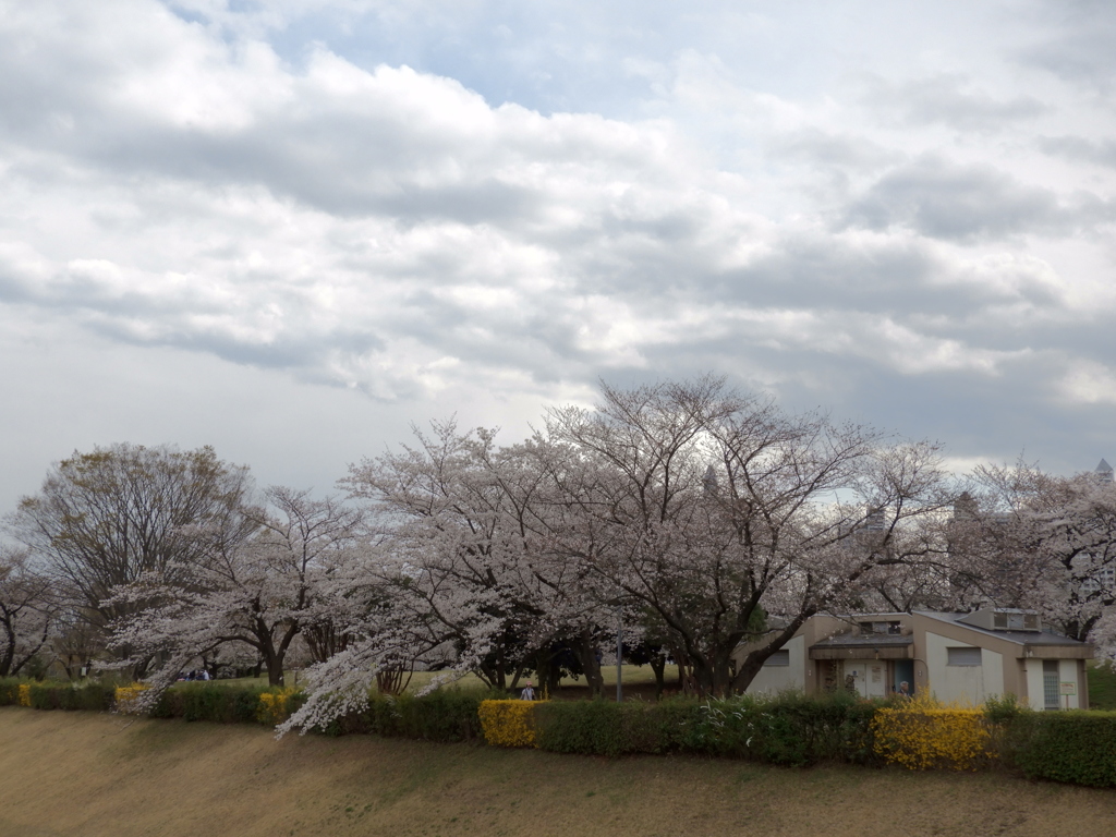 お花見14