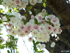 十月桜2