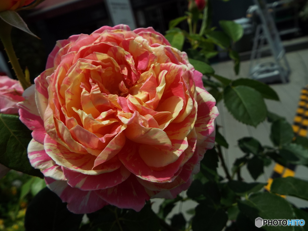 薔薇2