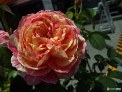 薔薇2