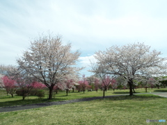 桜＆花桃4