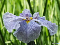 花菖蒲13