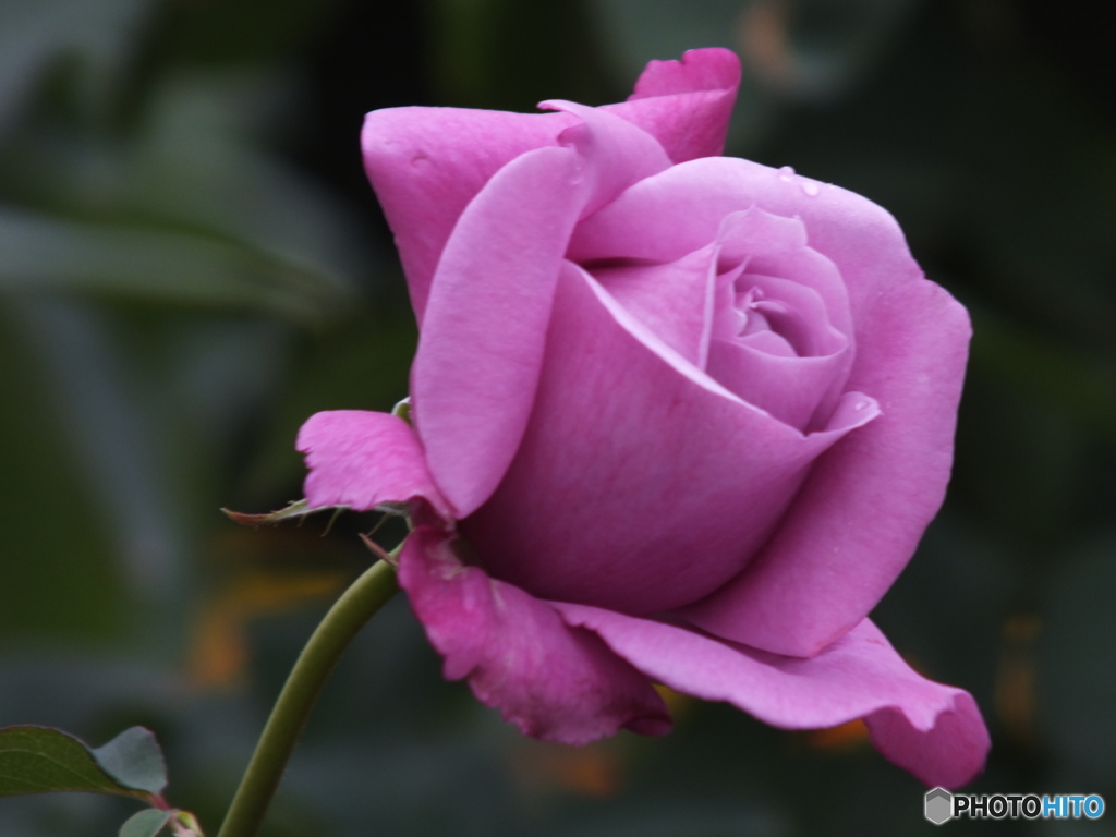 薔薇1