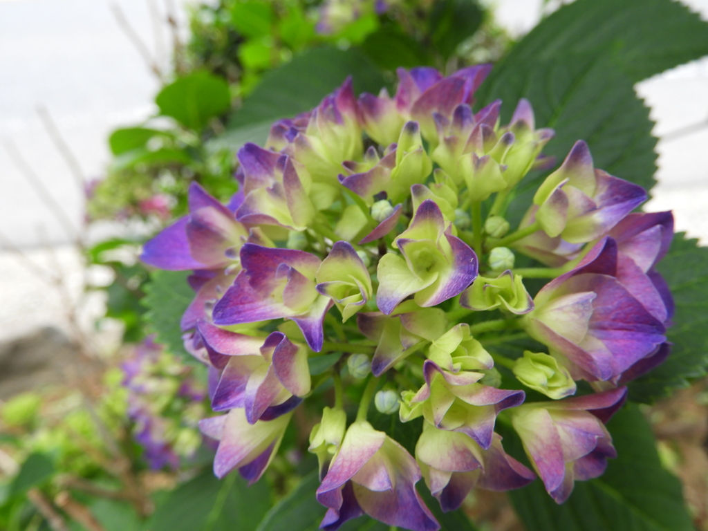 紫陽花16