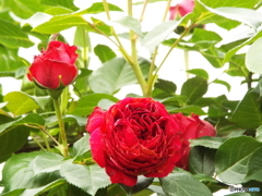 薔薇17