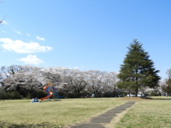 サクラ9