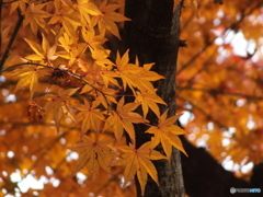 秋の殿ヶ谷戸庭園3
