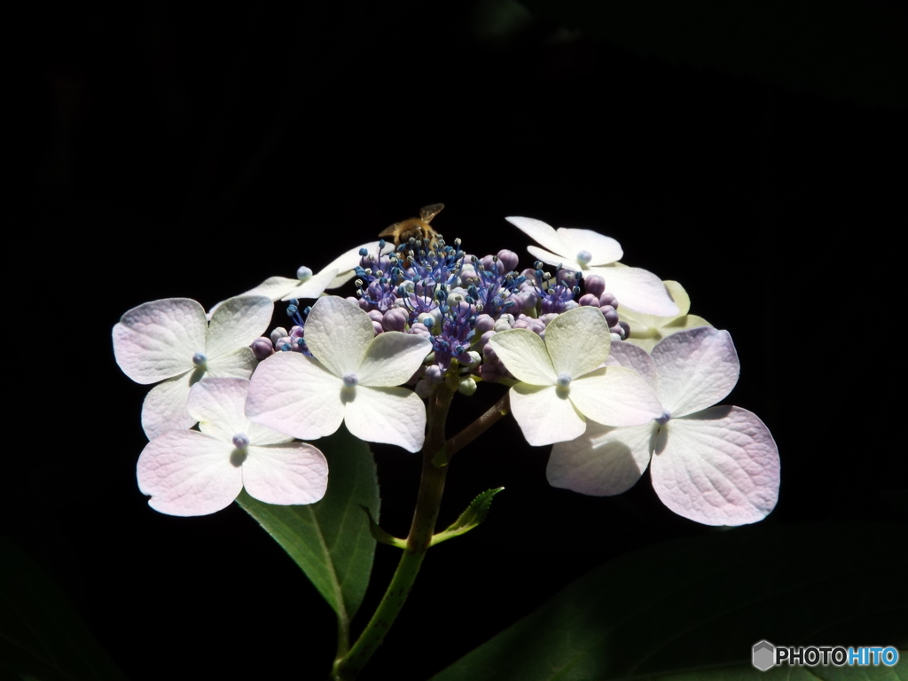 東京都薬用植物園・紫陽花2