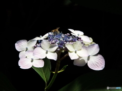 東京都薬用植物園・紫陽花2