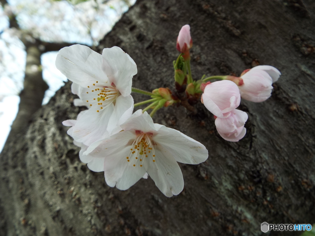 桜5