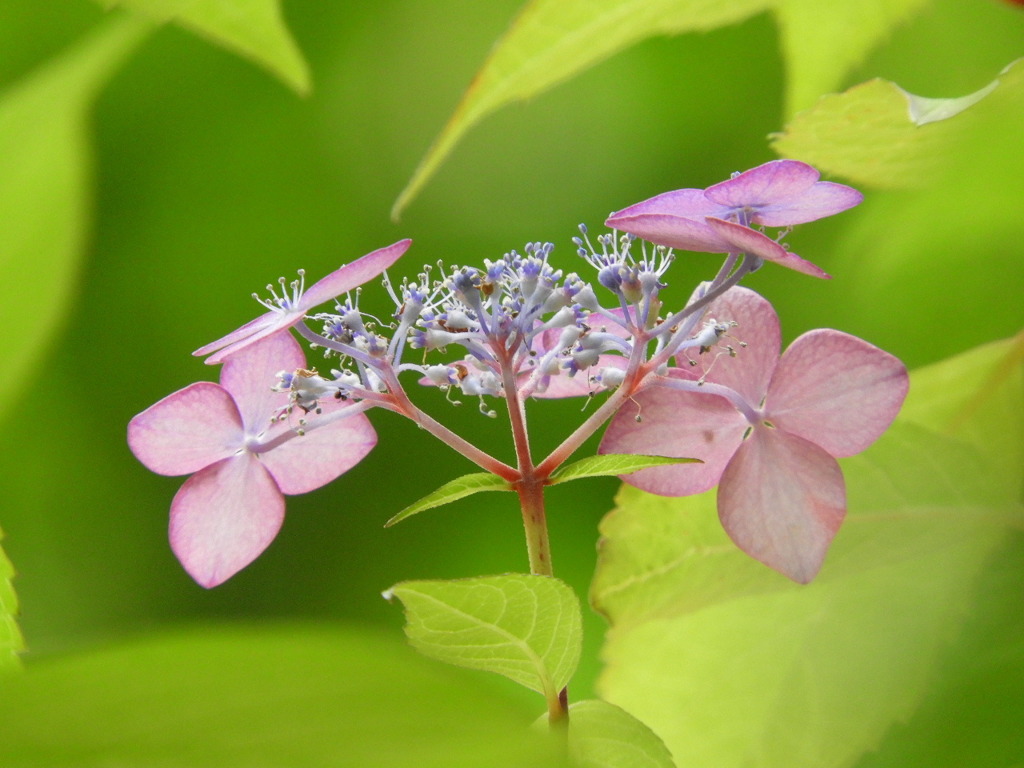 豊島園・紫陽花2