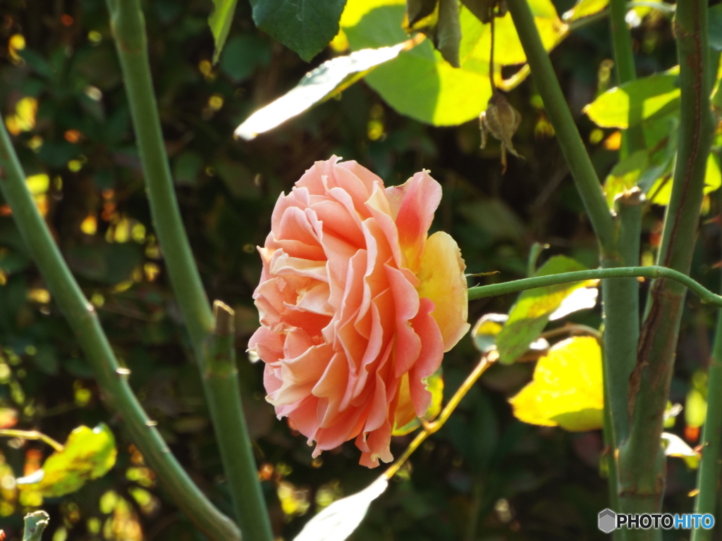 新宿御苑・秋薔薇9