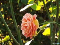 新宿御苑・秋薔薇9
