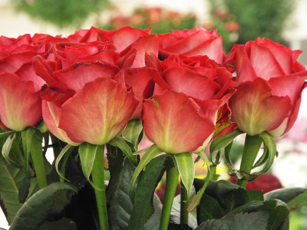 薔薇5