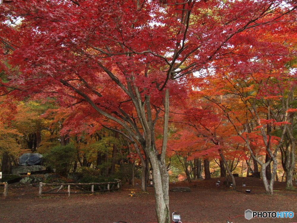 月の石もみじ公園11