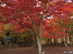 月の石もみじ公園11