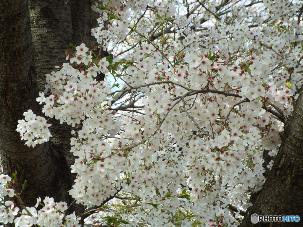 桜8