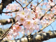 桜7