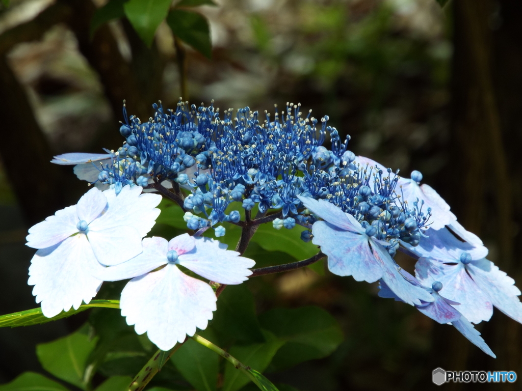 日本庭園の紫陽花11