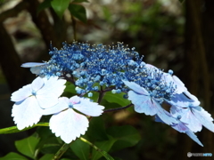 日本庭園の紫陽花11