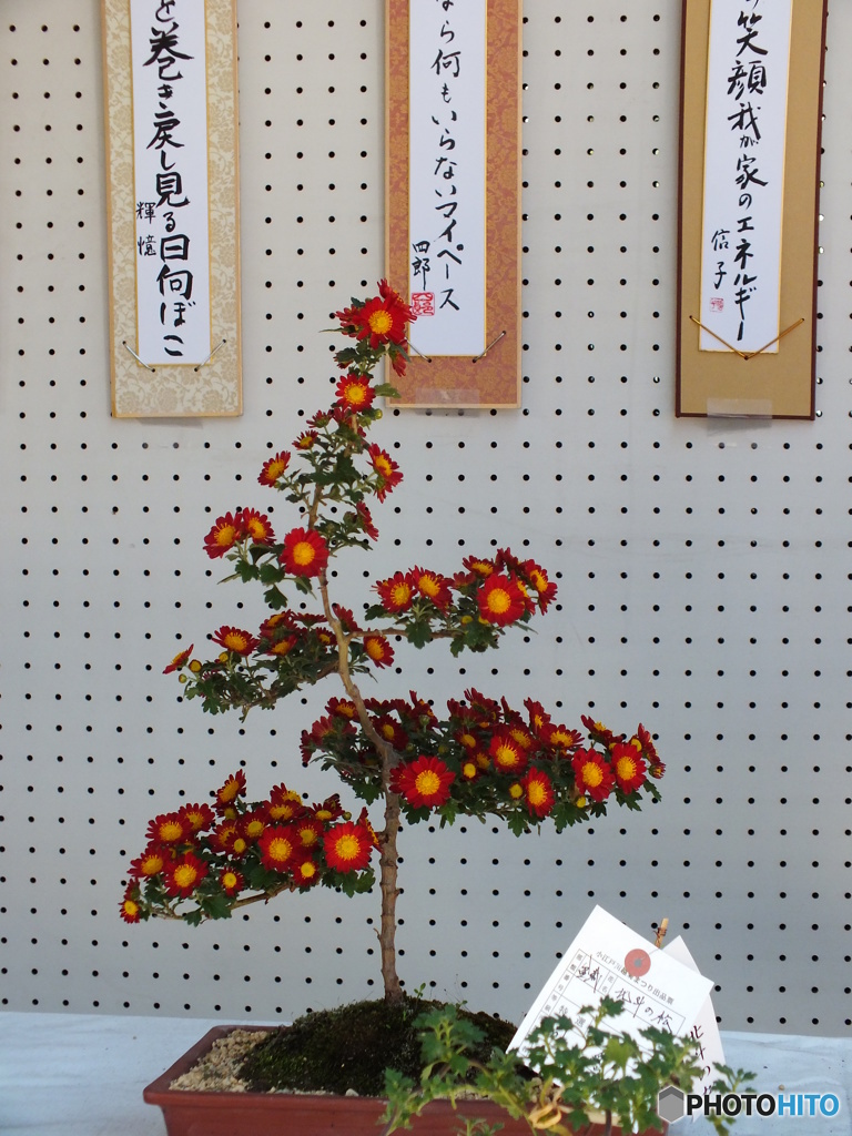 菊花展5