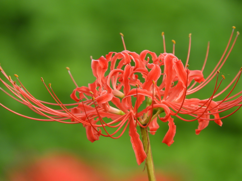 曼珠沙華1