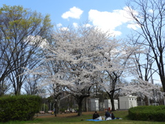 お花見1