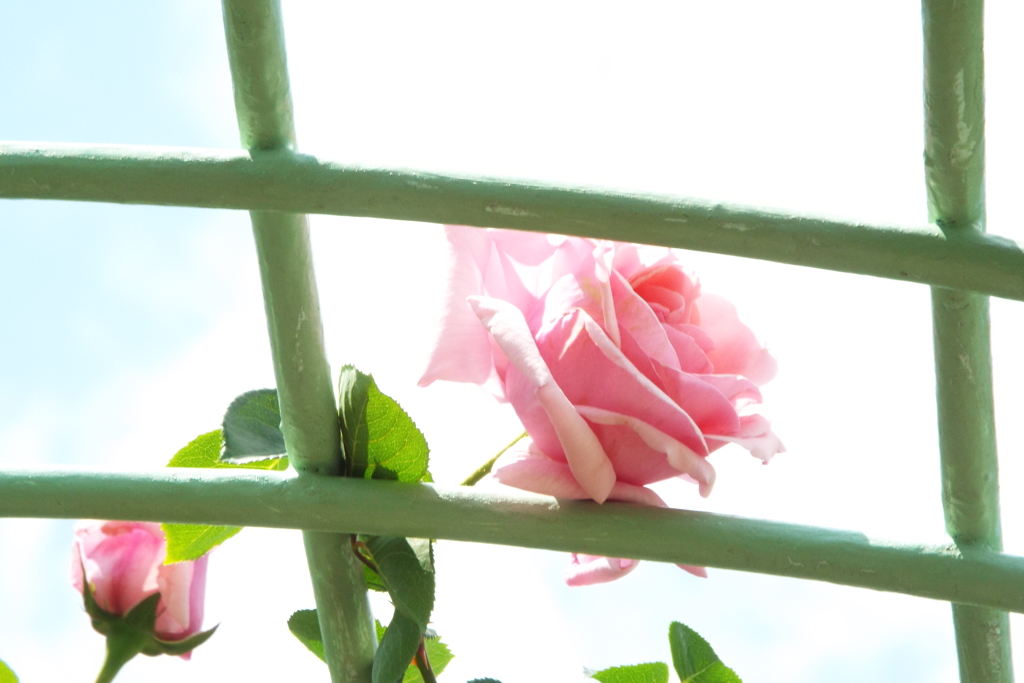 智光山公園・薔薇20