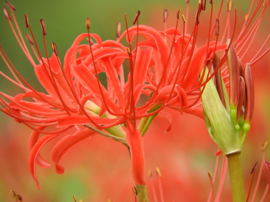 曼珠沙華9