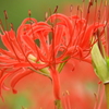曼珠沙華9