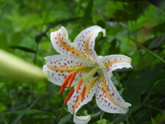 稲荷山公園・山百合1