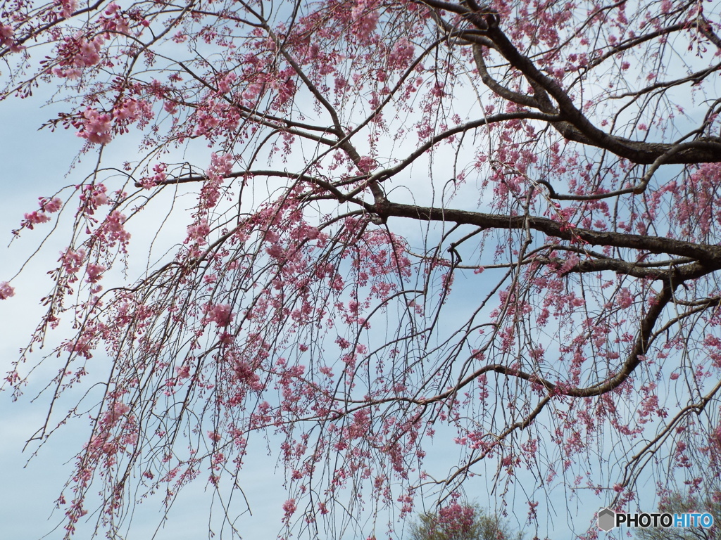 枝垂れ桜2