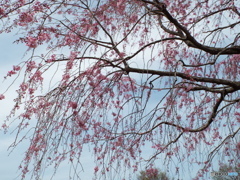 枝垂れ桜2