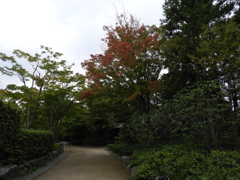 初秋の日本庭園19