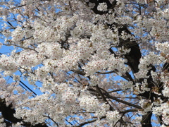 桜9