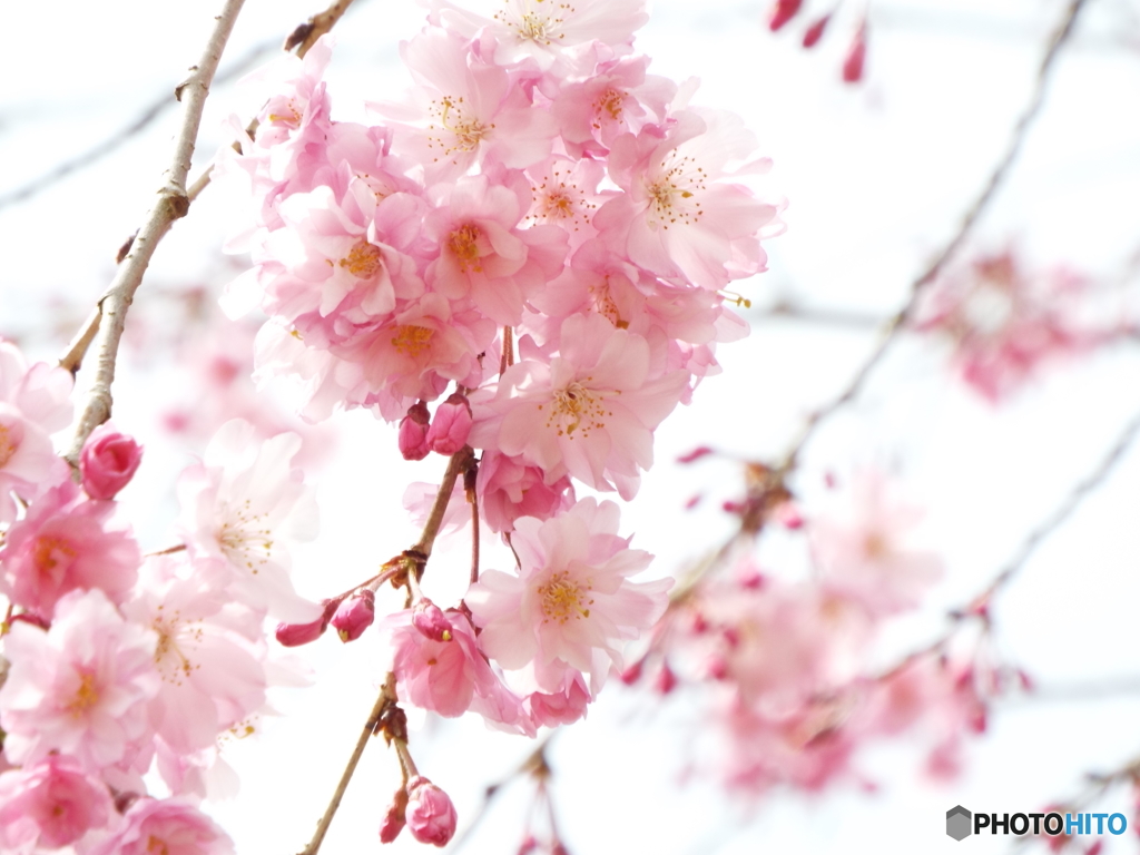 枝垂れ桜3