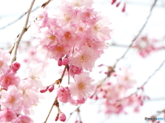 枝垂れ桜3